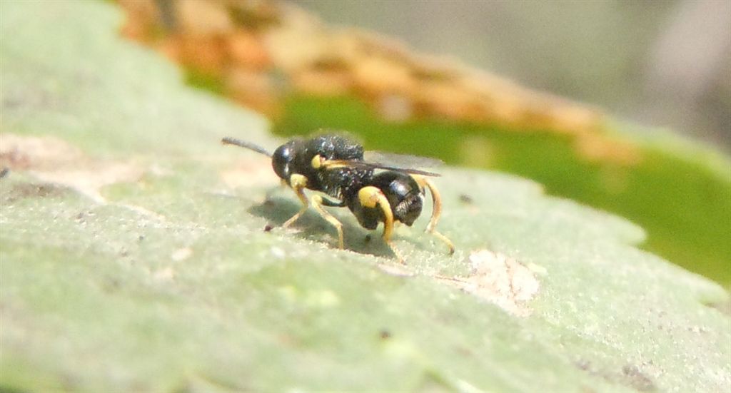 cfr.  Brachymeria sp.  (Brachymeridae/Chalcididae)